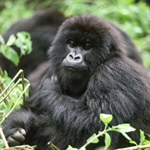Ape: Mountain Gorilla - young female, Virunga Volcanoes, Rwanda, Africa