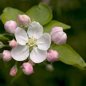 Apple Tree - flower and buds