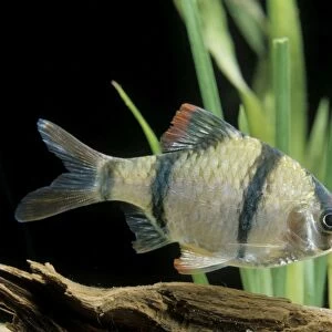 T Collection: Tiger Barb