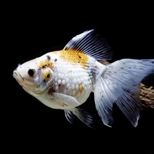 Aquarium - Goldfish