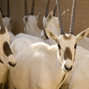 Arabian Oryx - in pen prior to transportation - Re-introduction programme - Abu Dhabi - United Arab Emirates
