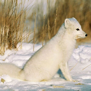 Dogs (Wild) Collection: Arctic Fox