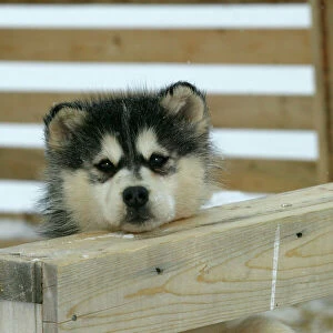 Arctic / Siberian Husky - puppy in wooden pen Churchill, Manitoba. Canada