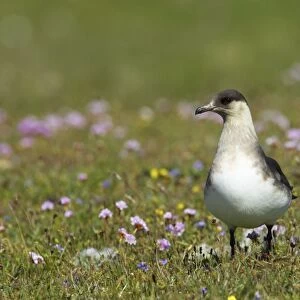 Arctic Skua (Pale Phase) - On Breeding Grounds Mousa Island, Shetland, UK BI009887