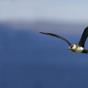 Arctic Skua (Pale Phase) - In Flight Mousa Island, Shetland, UK BI009959