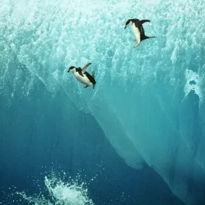 Chinstrap Penguin Print - Jumping off Blue Iceberg