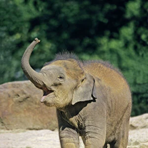Mammals Collection: Asian Elephant