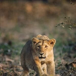 Asiatic / Indian Lion Gujarat, India