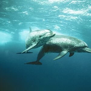 Atlantic Spotted Dolphin Bahamas