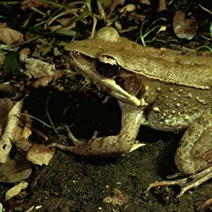 Australian bullfrog