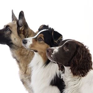 Australian Shepherd Dog / German Shepherd Dog / English Springer Spaniel Dog