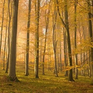 autumn forest - the low morning sun casts sunrays into a brightly autumn coloured beech forest. Still lingering morning fog creates a romantic atmosphere - Baden-Wuerttemberg, Germany