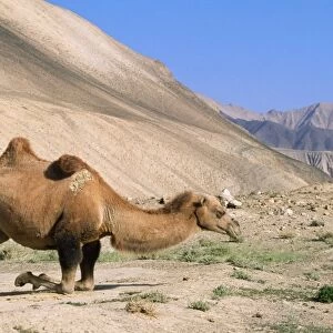 Bactrian Camel Pamir Plateau, Gobi desert, Xinjiang, China