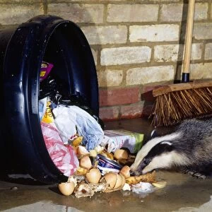 Badger - at dustbin
