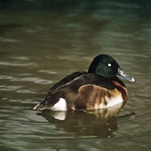 Ducks Photographic Print Collection: Baers Pochard