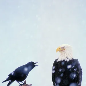 Bald Eagle - Being harassed by crow during winter snowstorm. Alaska. BE2635