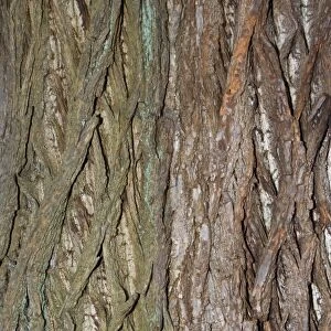 Bark of Sweet chestnut - Worcestershire UK