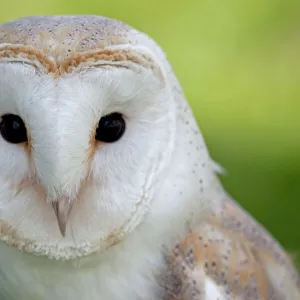 Barn Owl - UK