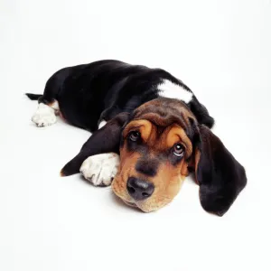 Basset Hound Dog