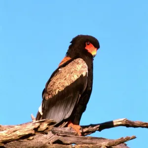 The Bateleur Eagle Print - Botswana CRH-1066 The Bateleur Eagle Print - Botswana CRH-1066