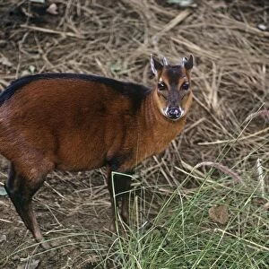 Bovidae Glass Place Mat Collection: Bay Duiker