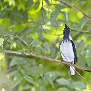 Bearded Bellbird - male calling in forest canopy - Asa Wright Centre - Trinidad