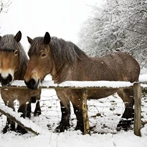 Belgian horses - in winter