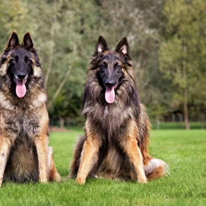 Pastoral Collection: Belgian Shepherd Dog Tervueren