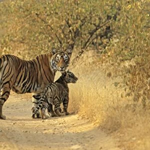 Bengal / Indian Tiger - with cub on track Ranthambhor National Park, India