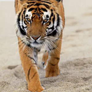 Bengal Tiger