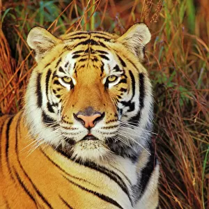 Bengal Tiger 4MR1420