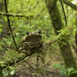Big-eyed Tree Frog - female - sitting on a branch in the forest - Tanzania - Africa