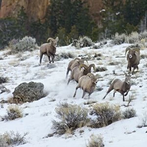 Bighorn Sheep - rams chasing ewe that they think is ready to mate (estrus) in December snow - Rocky Mountains - USA _E7C3447