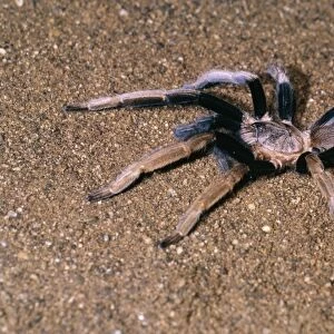 Bird-eating Spider Port Moresby, Papua New Guinea. Fam: Theraphosidae