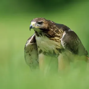 Red-tailed Hawk Print - Buteo jamaicensis Artwork