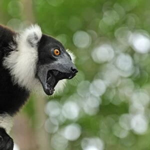 Black-and-white Ruffed Lemur - calling - Toamasina / Tamatave - Eastern Madagascar
