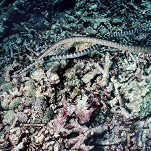 Black-banded sea krait - courting - Indonesia