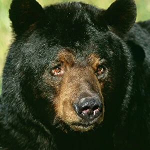 Bears Premium Framed Print Collection: American Black Bear