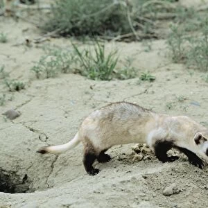 Mammals Collection: Black Footed Ferret
