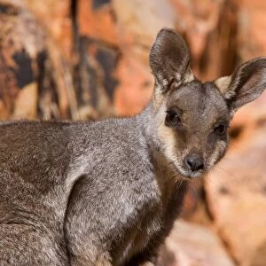 Black-footed Rock-wallaby - portrait of an adult wallaby looking directly in the camera. Its big, brown eyes are the most noticable features about this animal - West Macdonnell Range National Park, Northern Territory, Australia