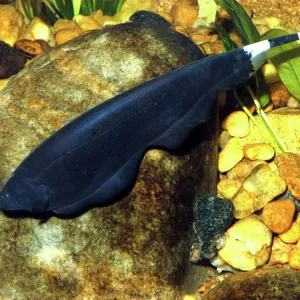 Black Ghost-knife Fish Print Black Ghost-knife Fish Print