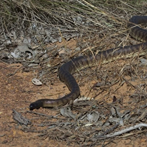 Black-headed Python. Photographed near the Kalumburu Rd, Kimberleys, Western Australia. An inhabitant of drier regions of northern Australia, in seasonally arid selerophyll forests and rocky hills