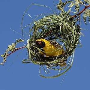 Black-headed / Spotted-backed / Village Weaver - at nest