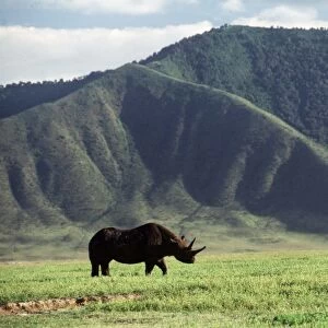 Black / Hooked-lipped Rhinoceros
