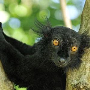 Black Lemur - male - Lokobe Nature Special Reserve - Nosy Be - Northern Madagascar