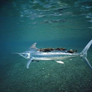 Black Marlin - with parasites