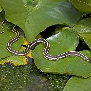 Black-necked Garter Snake (Thamnophis cyrtopsis) - Az - USA - Semi-aquatic