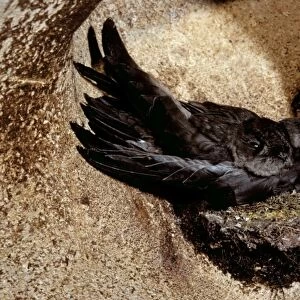 Swifts Postcard Collection: Black Nest Swiftlet