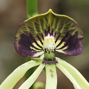 Black Orchid - national flower of Belize Belize