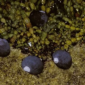 Black Periwinkle - In rock pool. Often forms clusters around rock pools, South coast New South Wales, Australia JPF02967